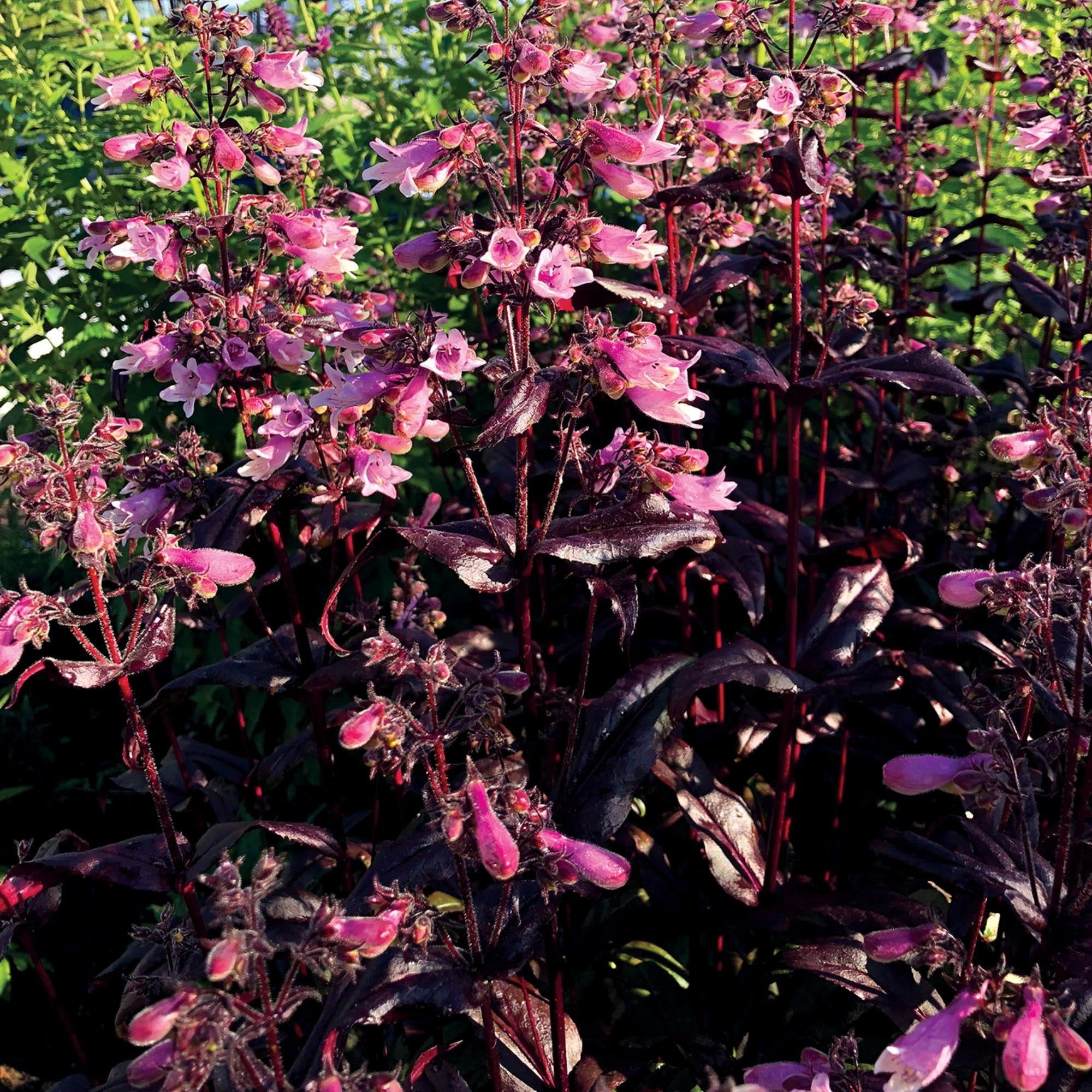 Dakota™ Burgundy
