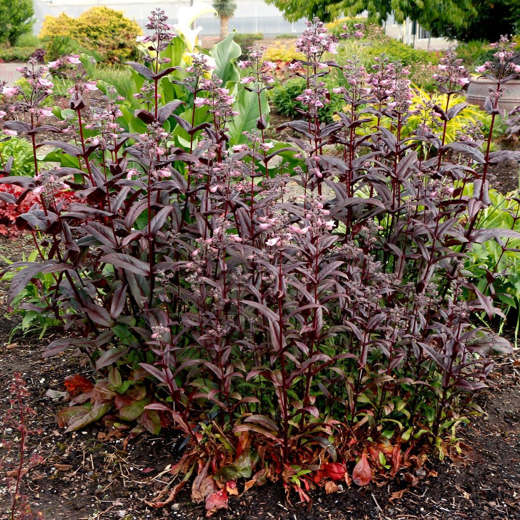 Dakota™ Burgundy