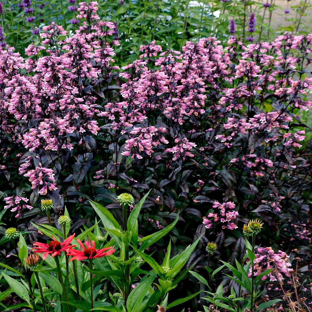 Dakota™ Burgundy