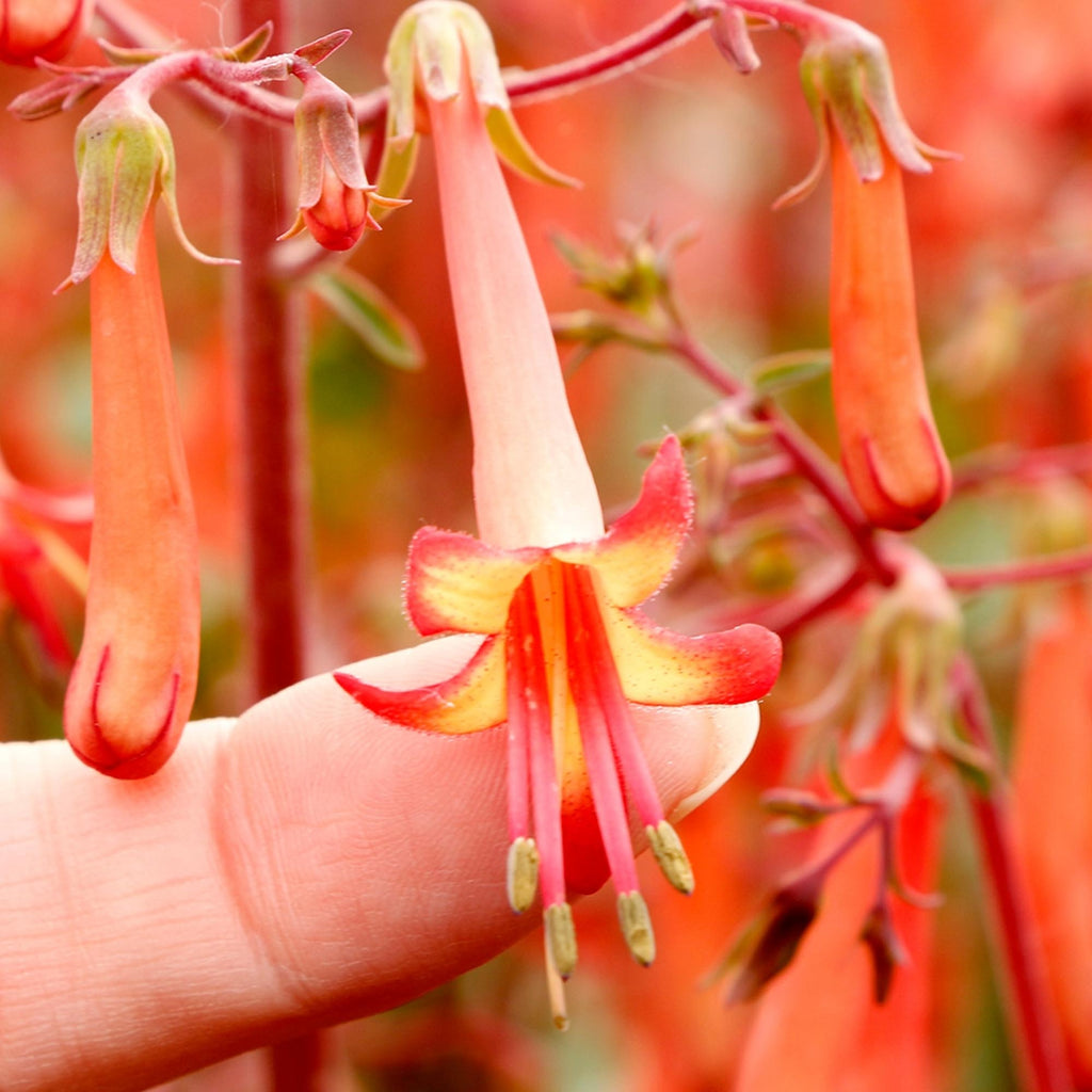  Colorburst™ Orange