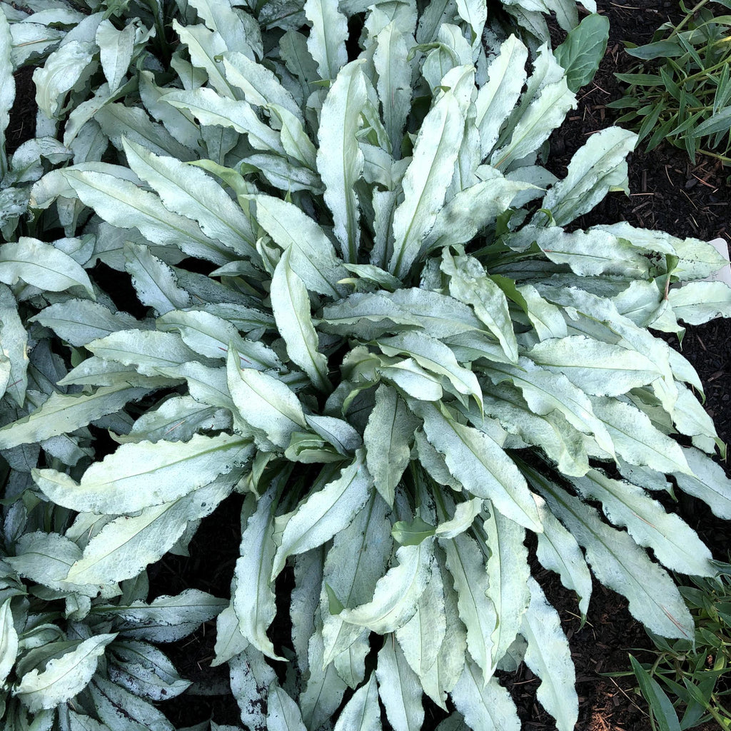 Pulmonaria Silver Scimitar