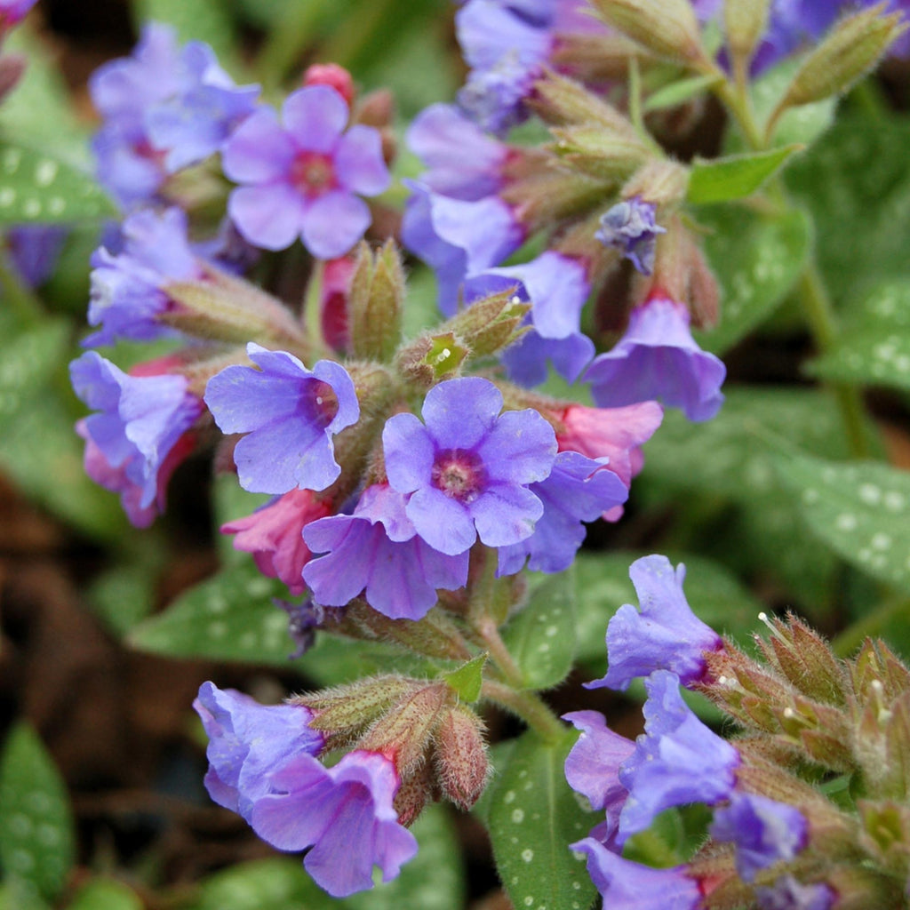 Pulmonaria Trevi Fountain