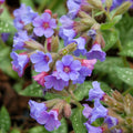 Pulmonaria Trevi Fountain