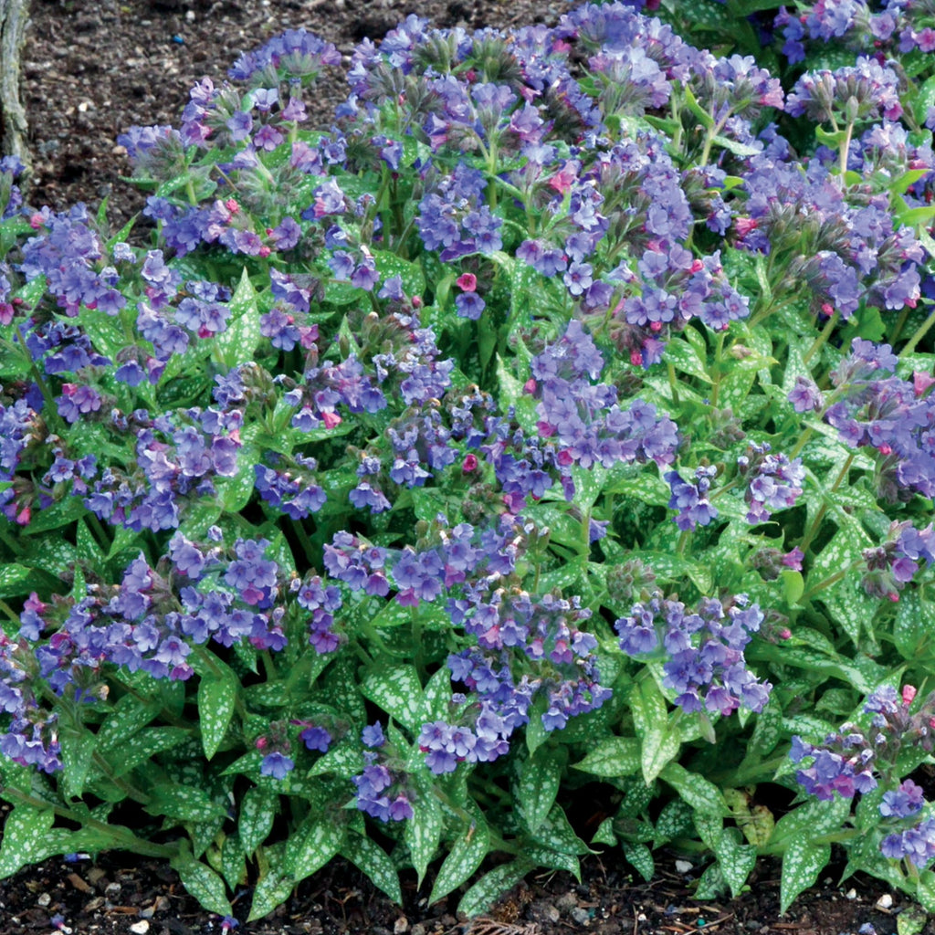 Pulmonaria Trevi Fountain