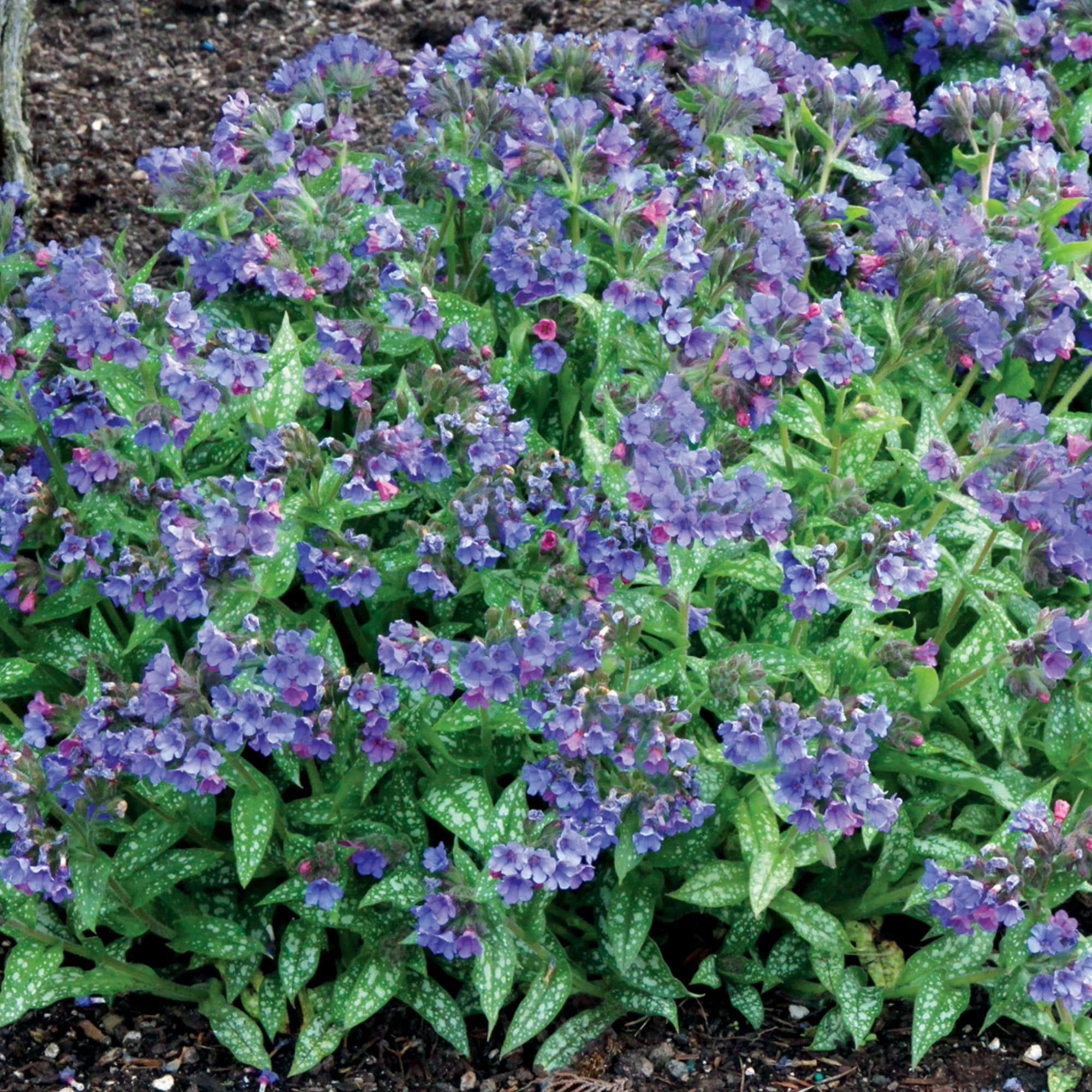 Pulmonaria Trevi Fountain