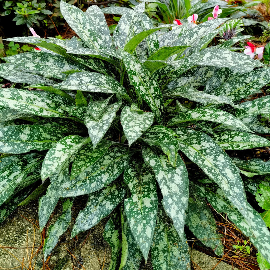 Pulmonaria Trevi Fountain