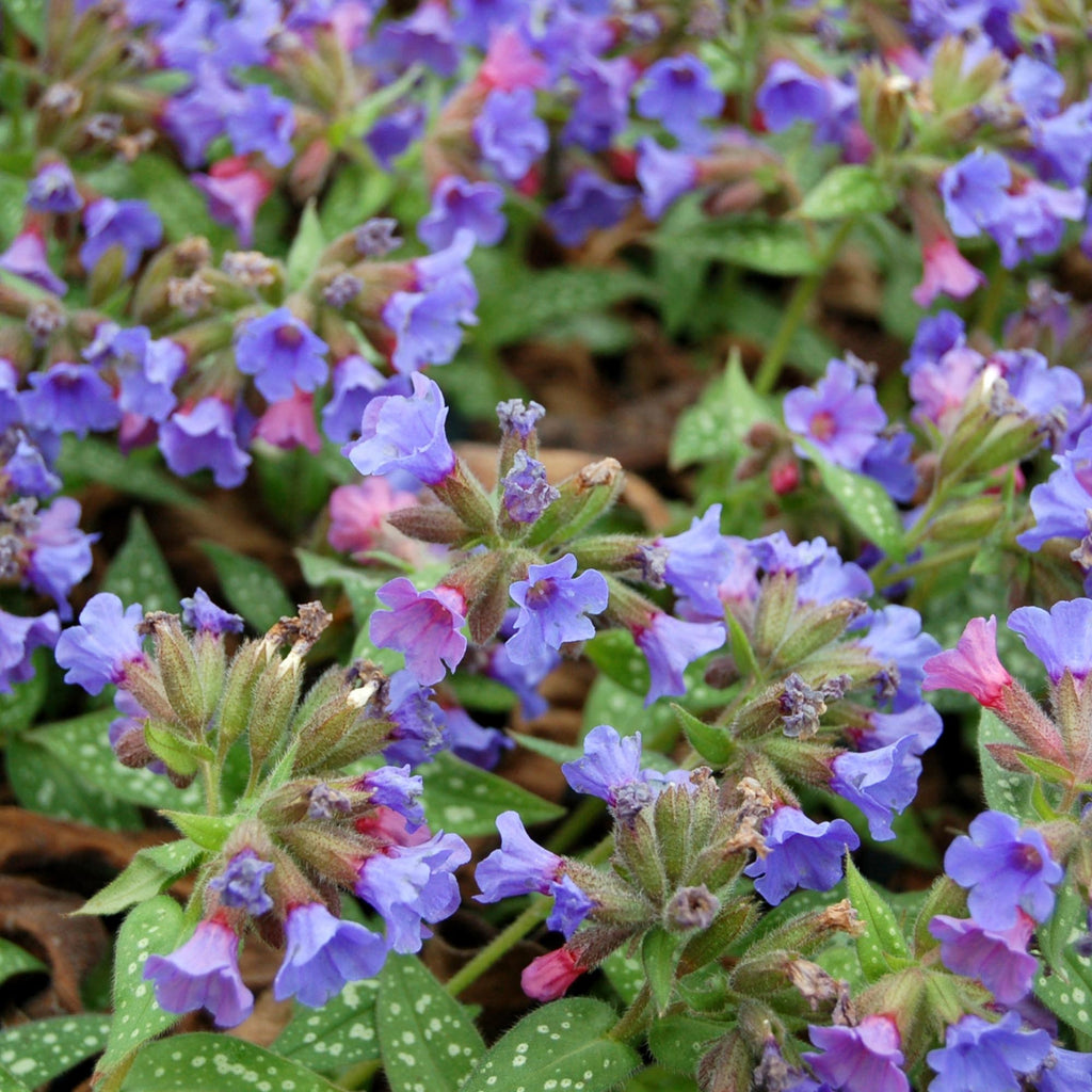 Pulmonaria Trevi Fountain