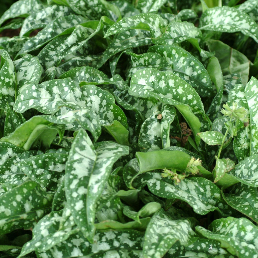 Pulmonaria Trevi Fountain