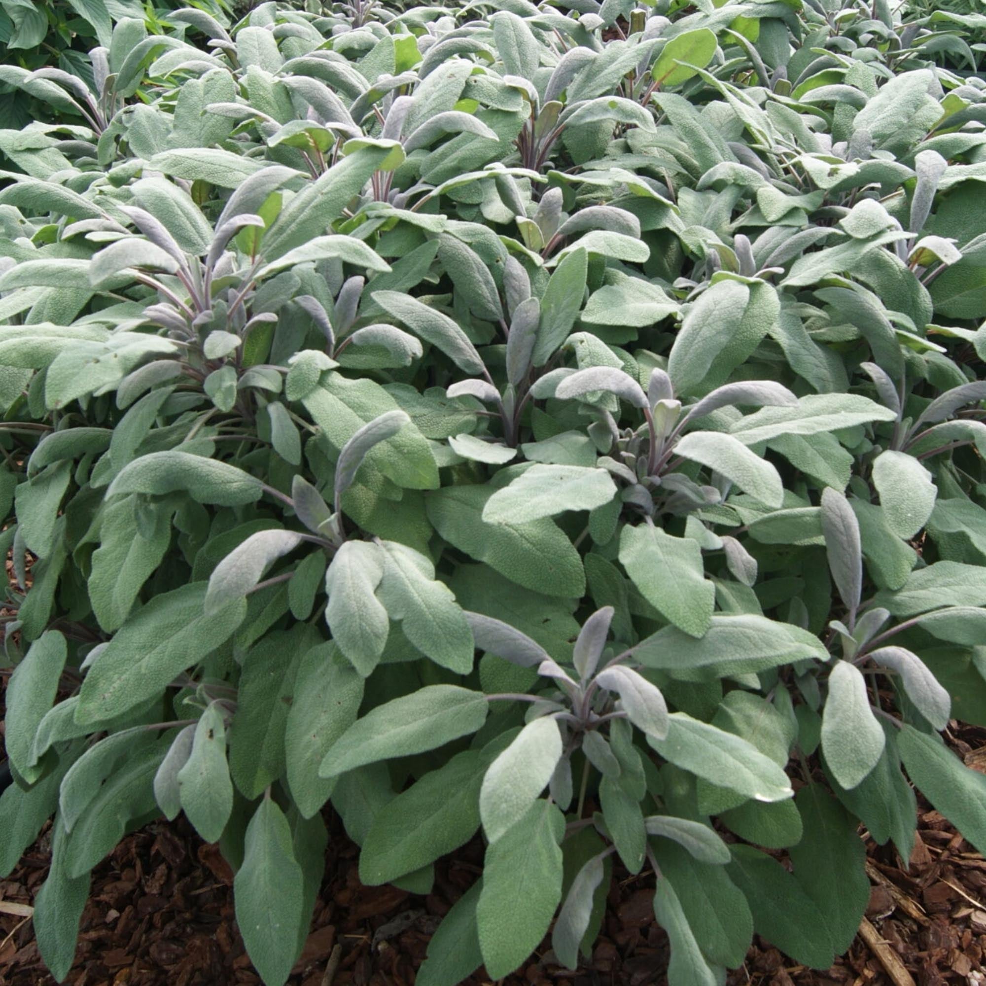 Salvia Garden Sage