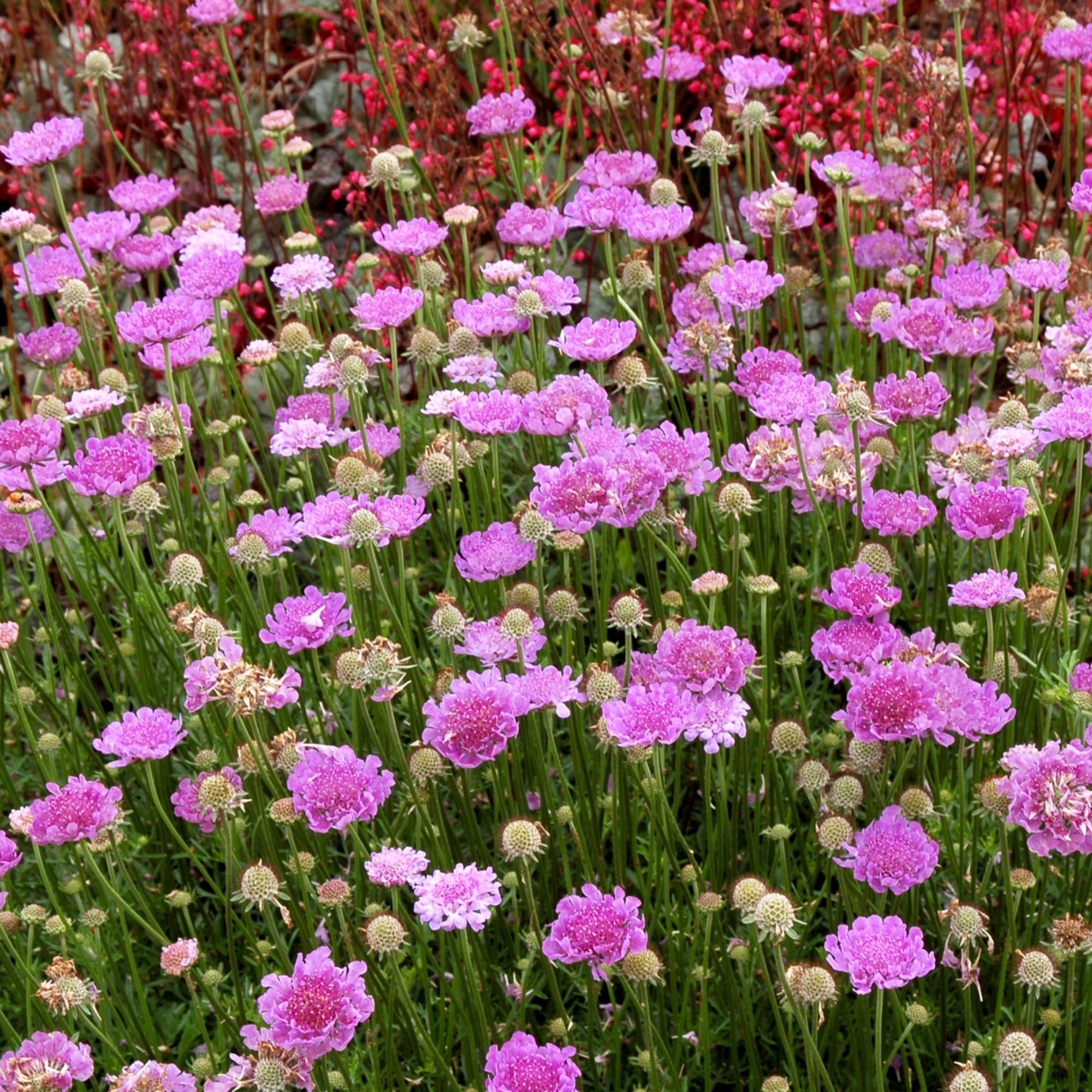 Vivid Violet