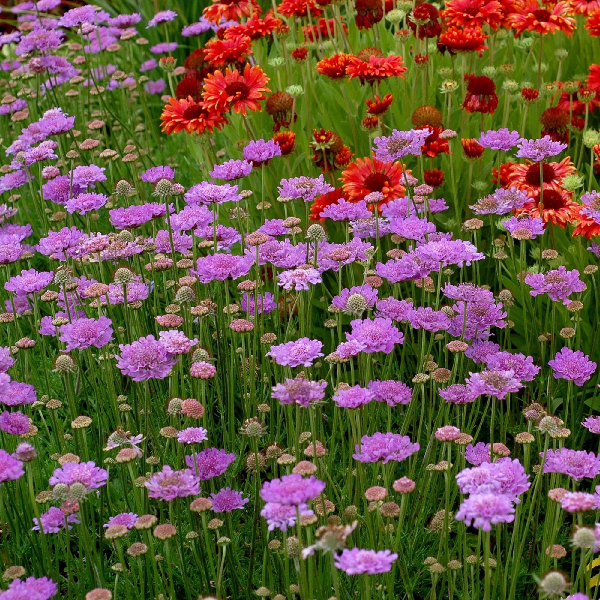 Vivid Violet