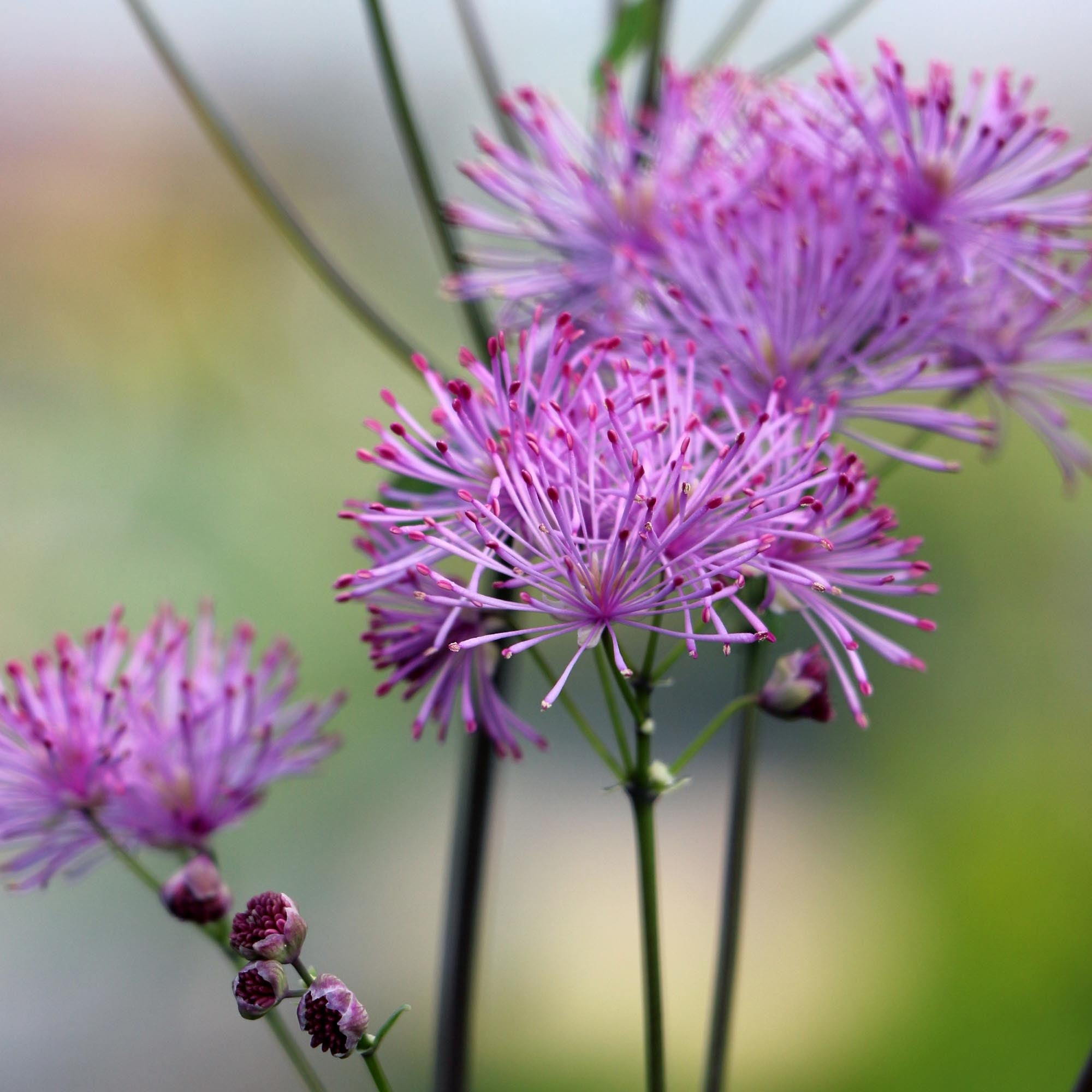Nimbus™ Pink