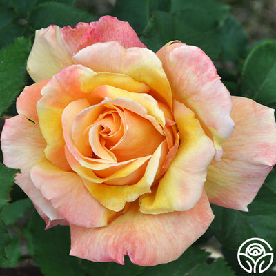 Tahitian Sunset Rose - Hybrid Tea - Exceptionally Fragrant – Heirloom Roses