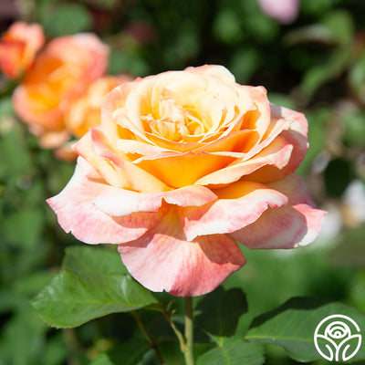 Tahitian Sunset Rose - Hybrid Tea - Exceptionally Fragrant – Heirloom Roses