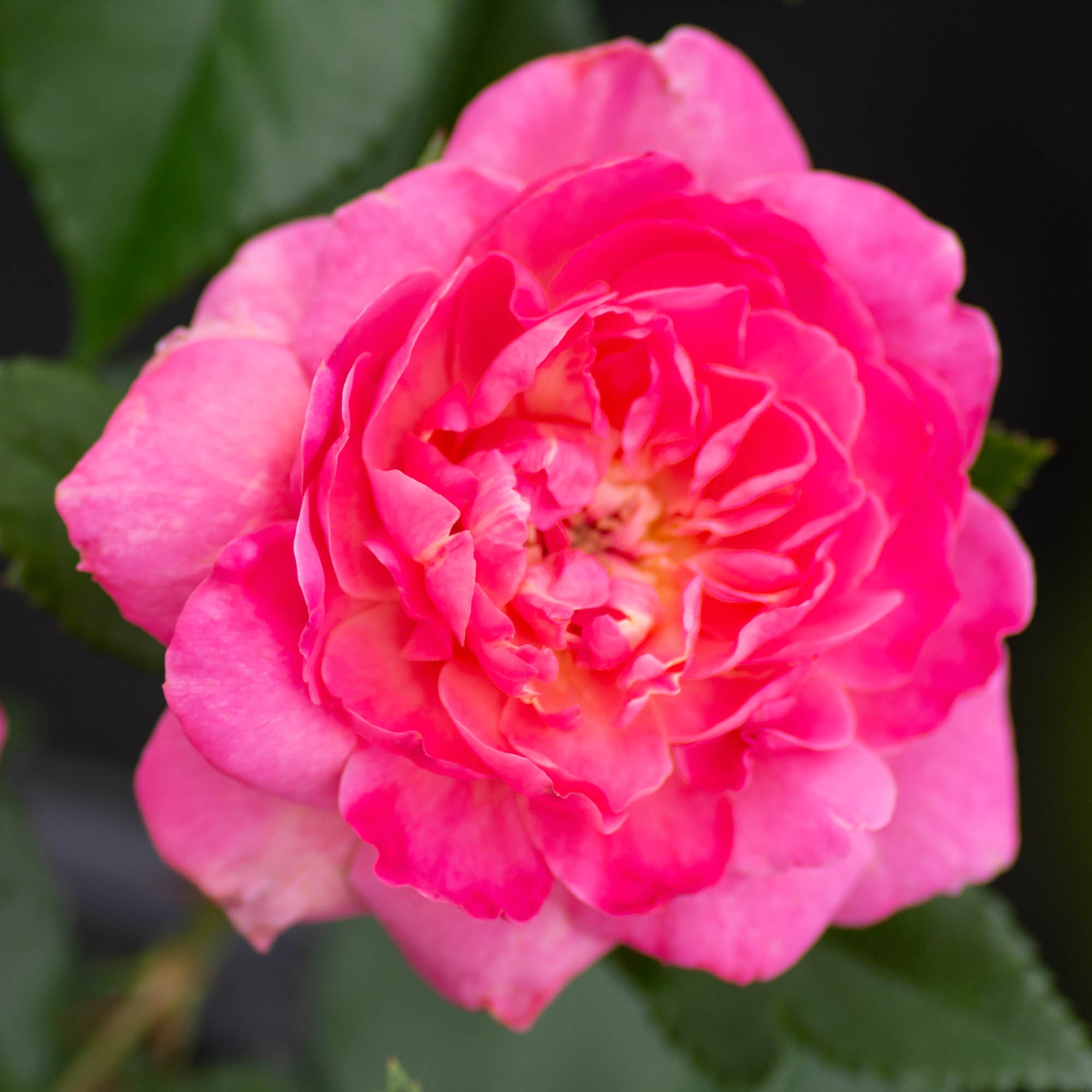 Tahitian Treasure Grandiflora Rose | Pink Rose Bush – Heirloom