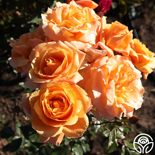 Heirloom Roses Tangerine Skies