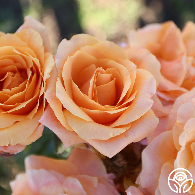 Heirloom Roses Tangerine Skies - Thumbnail 5