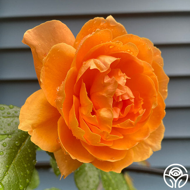 Heirloom Roses Tangerine Skies