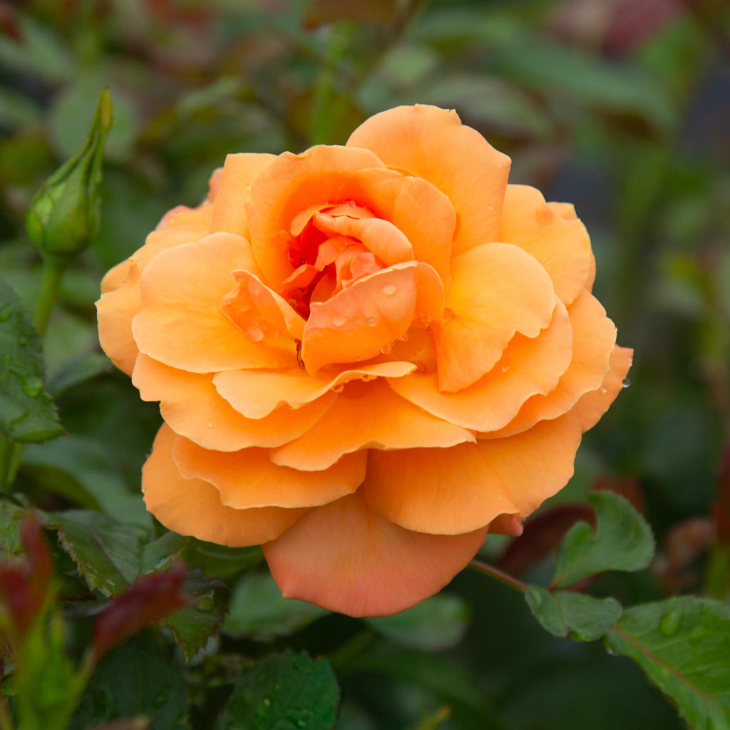 Arborose® Tangerine Skies