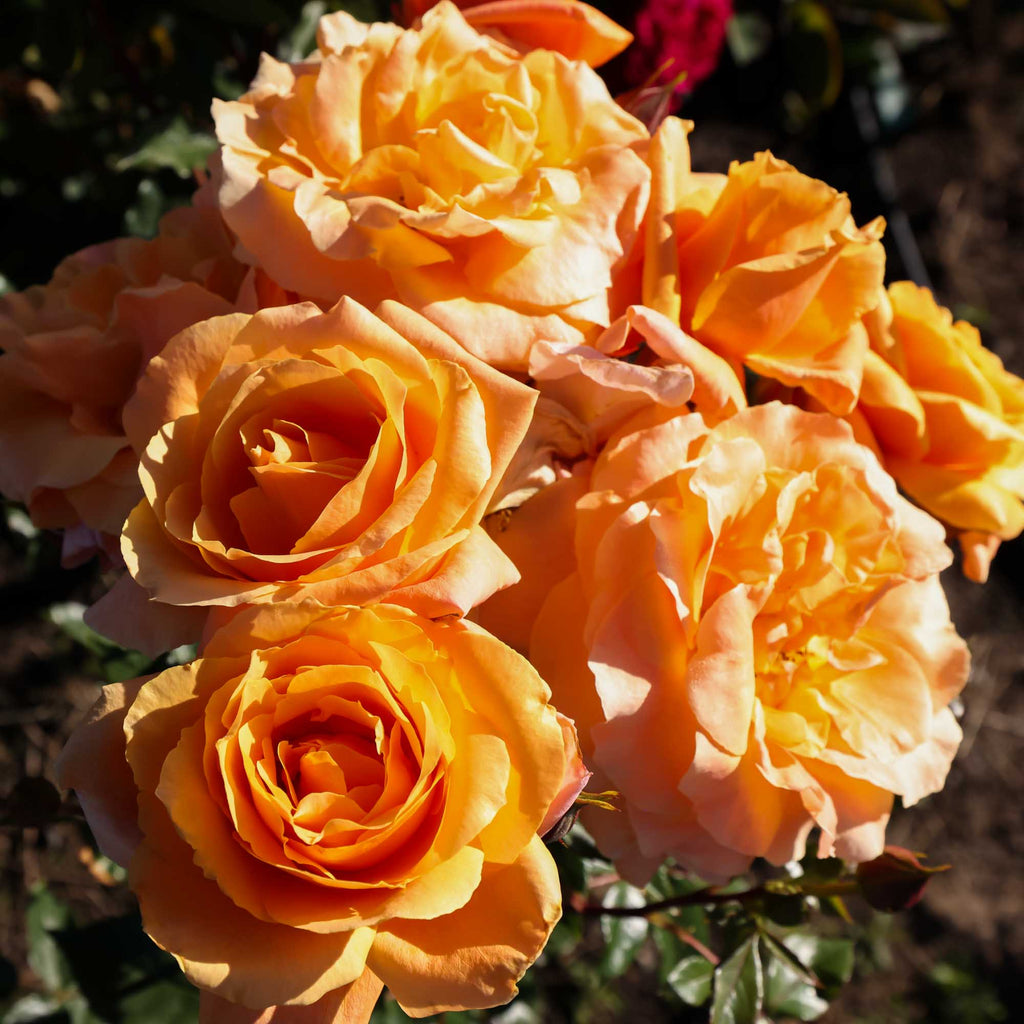 Arborose® Tangerine Skies