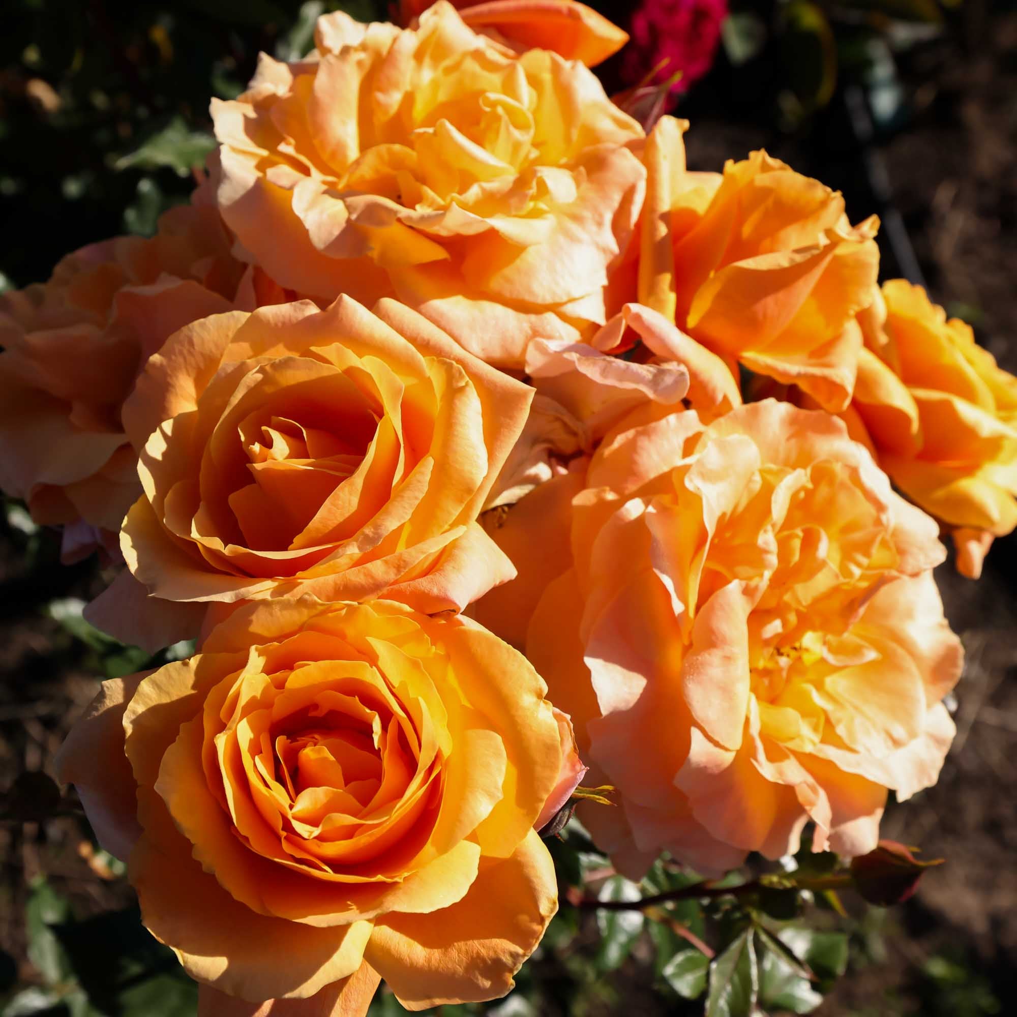 Arborose® Tangerine Skies