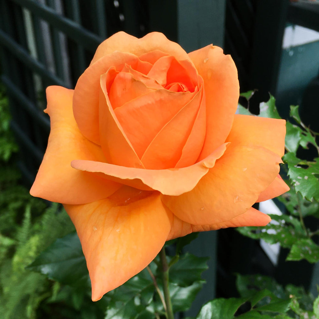 Arborose® Tangerine Skies
