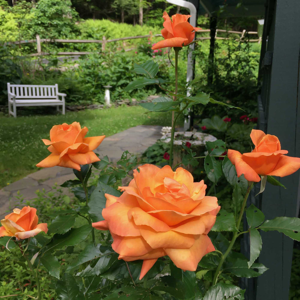 Arborose® Tangerine Skies