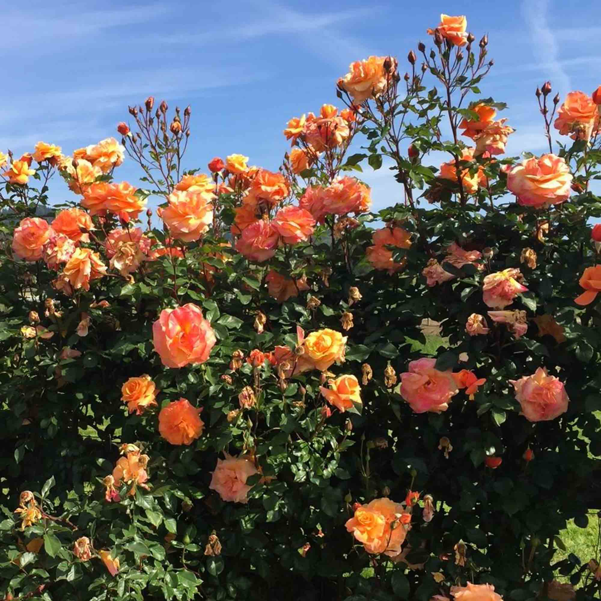 Arborose® Tangerine Skies