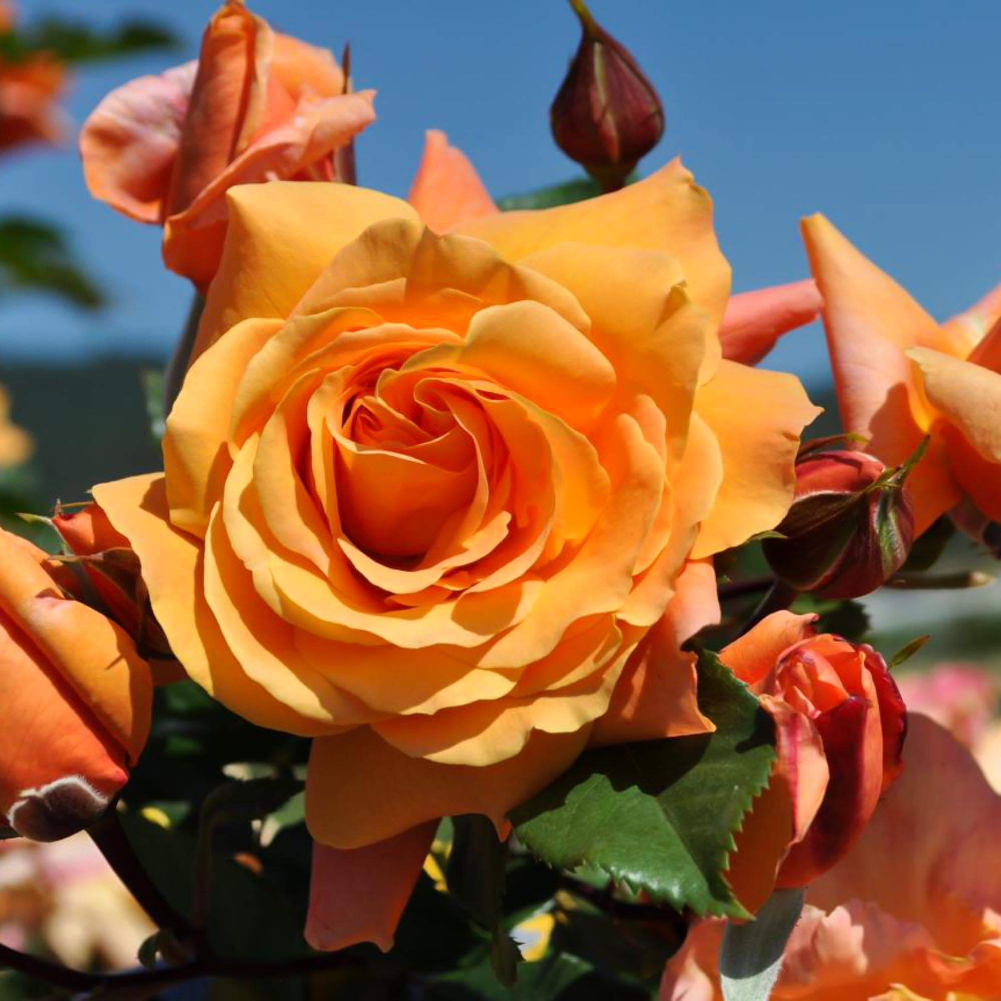 Arborose® Tangerine Skies