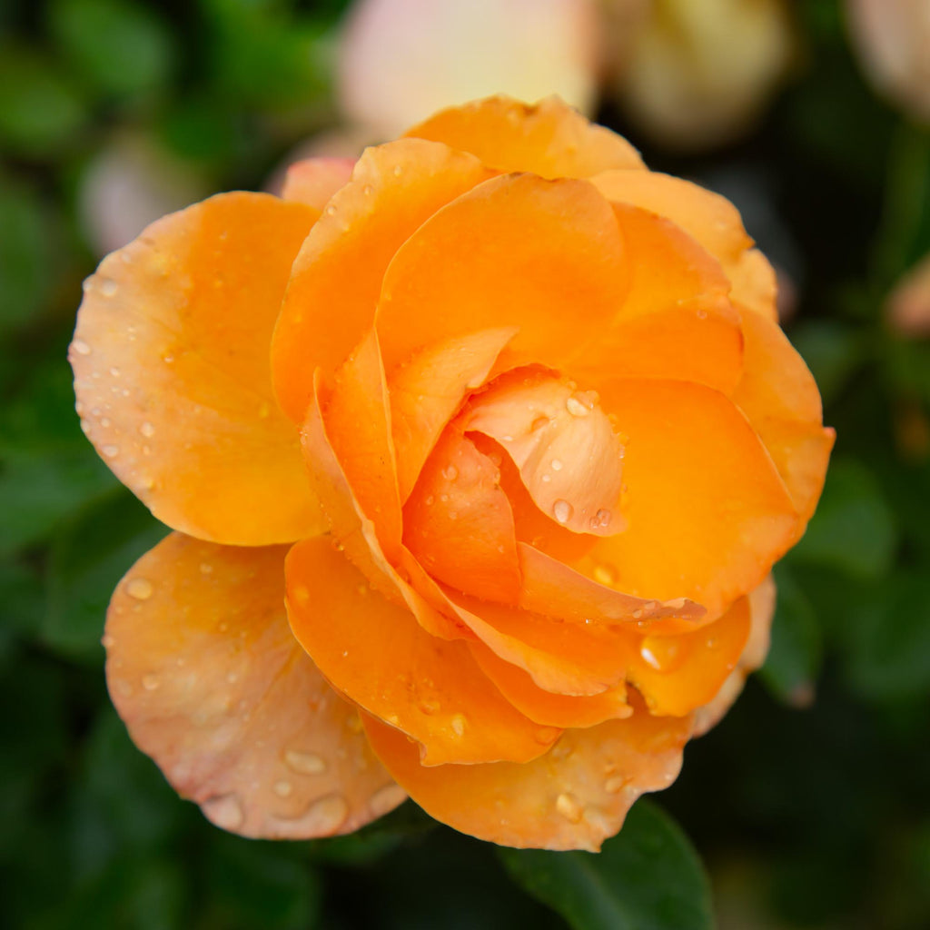 Arborose® Tangerine Skies