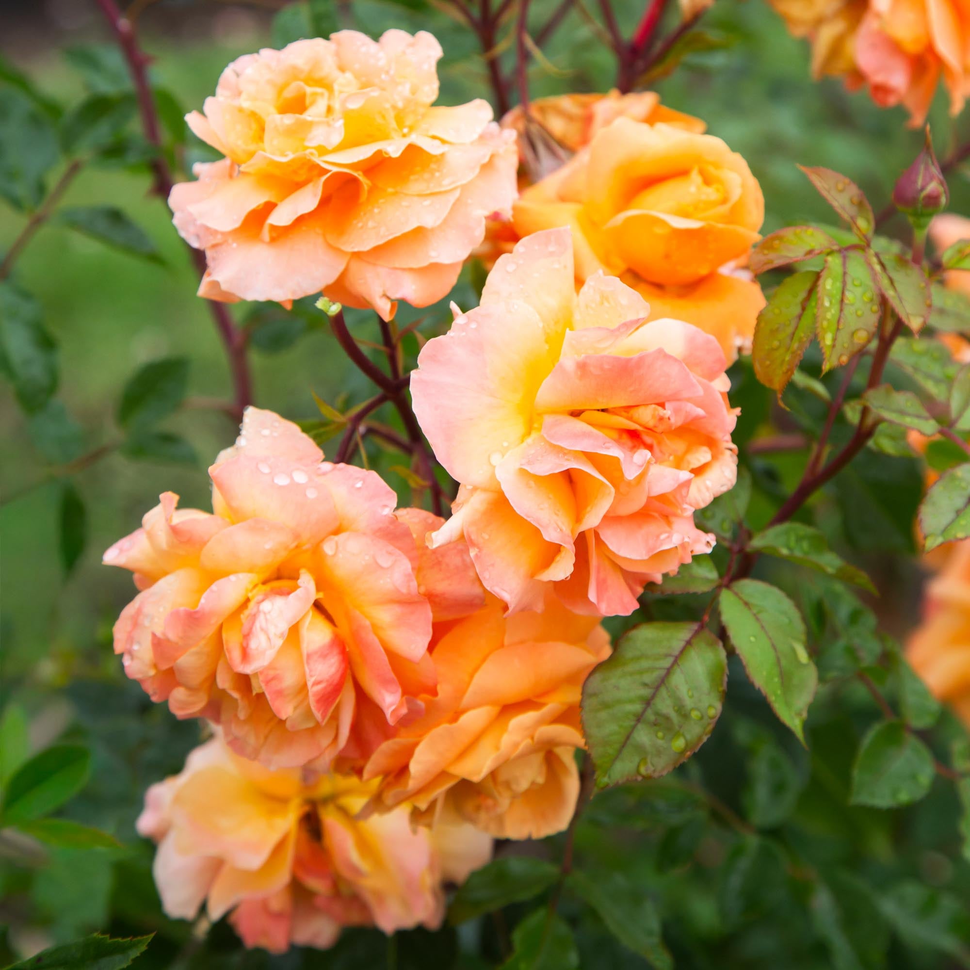Arborose® Tangerine Skies