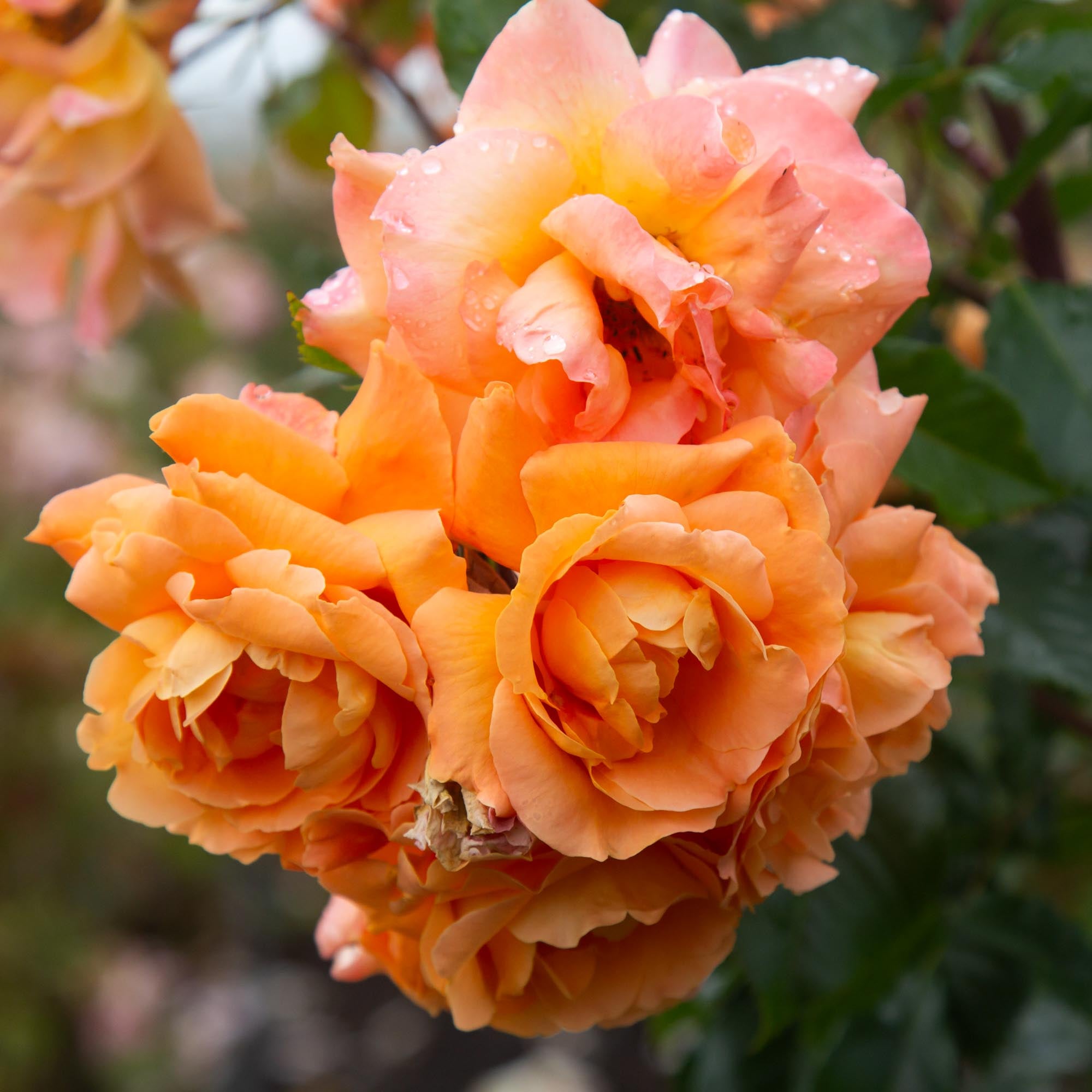 Arborose® Tangerine Skies
