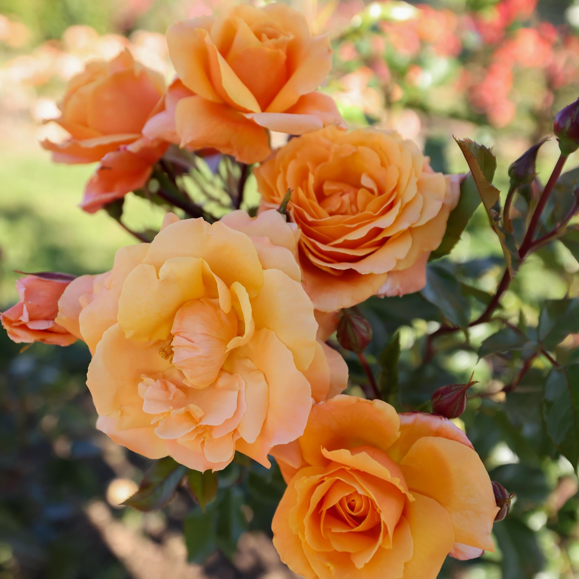 Arborose® Tangerine Skies