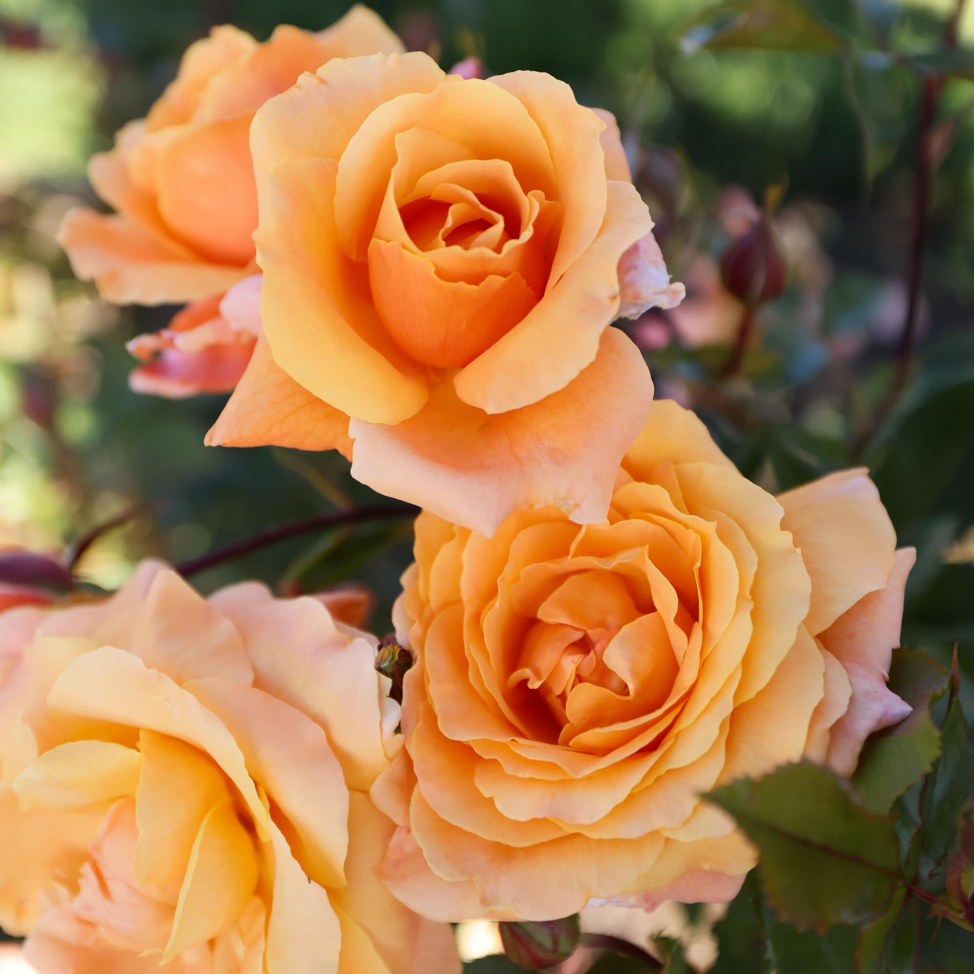 Arborose® Tangerine Skies