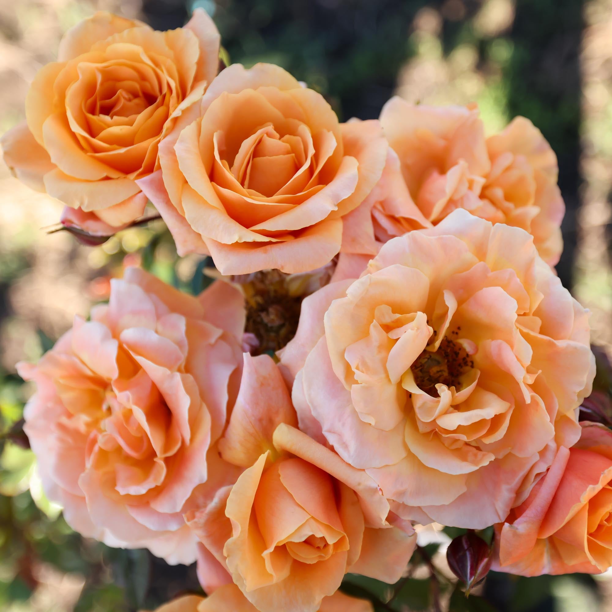 Arborose® Tangerine Skies