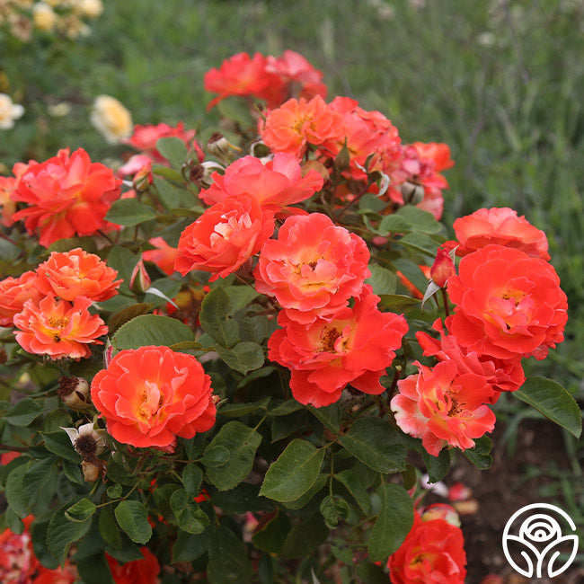 Tandrow Roses Tango – Heirloom Roses