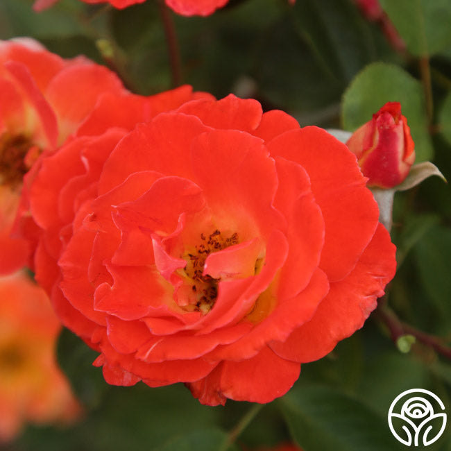 Tandrow Roses Tango – Heirloom Roses
