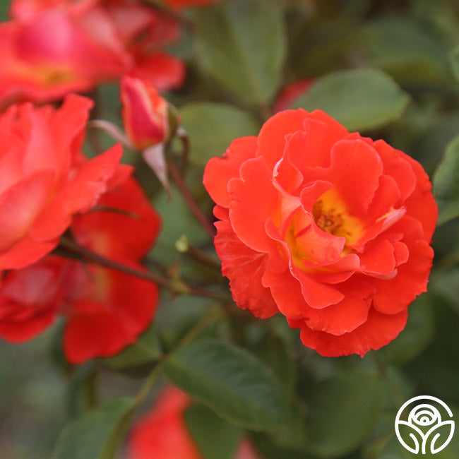 Tandrow Roses Tango – Heirloom Roses