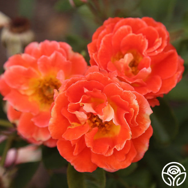 Tandrow Roses Tango – Heirloom Roses