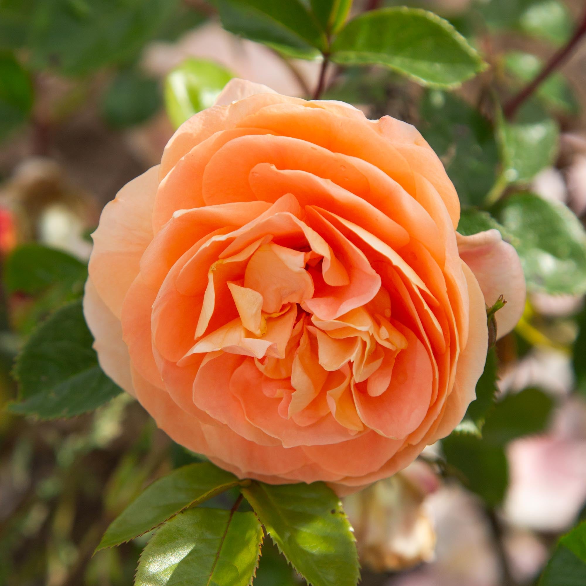Tatin | Apricot Floribunda Rose Bush – Heirloom