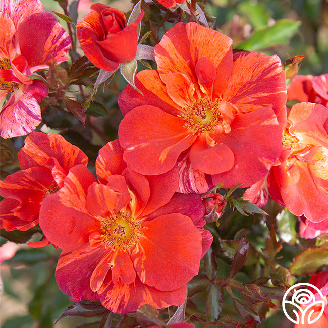 Tawny Tiger Rose - Floribunda - Moderately Fragrant – Heirloom Roses