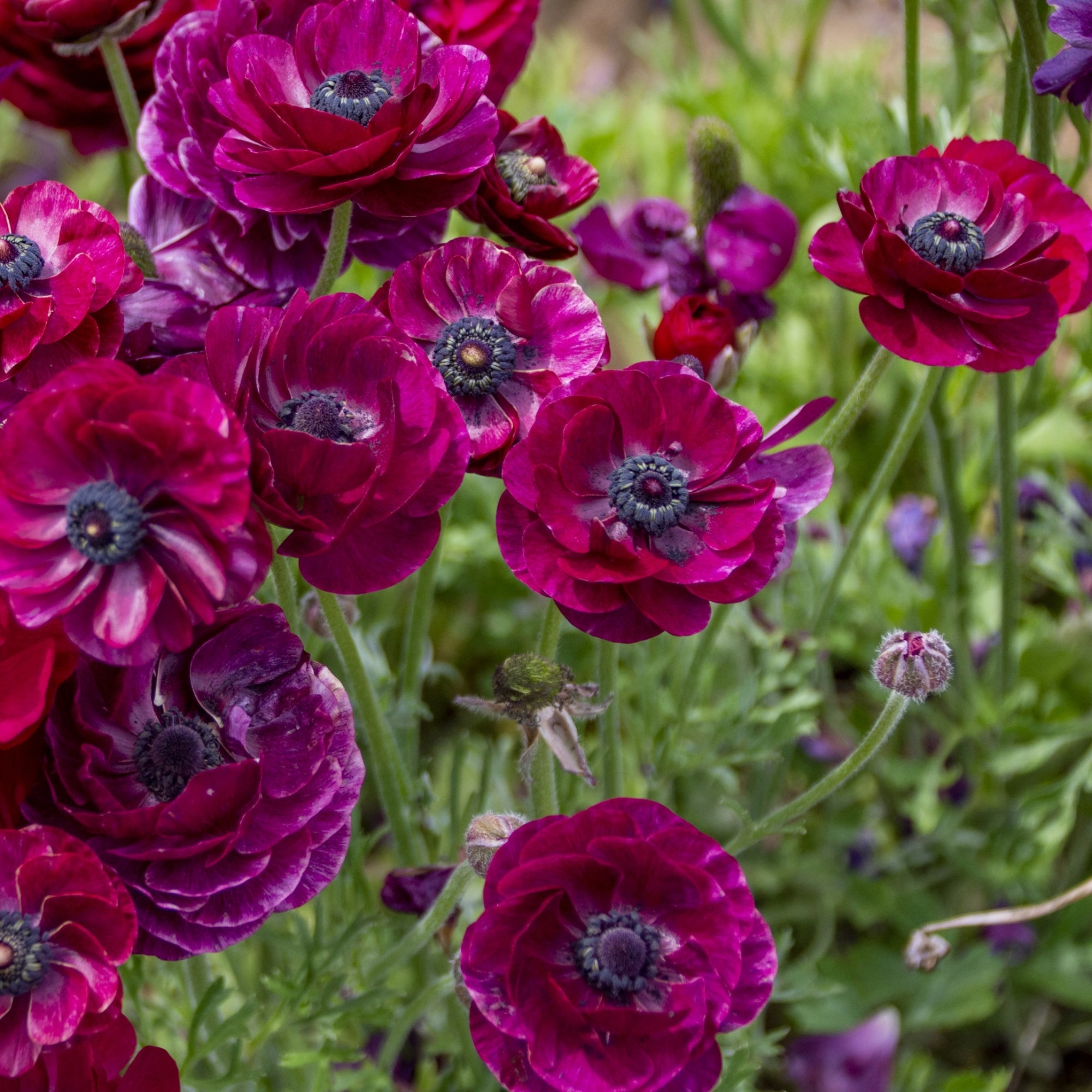 Tecolote Purple