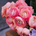 Tecolote Pink
