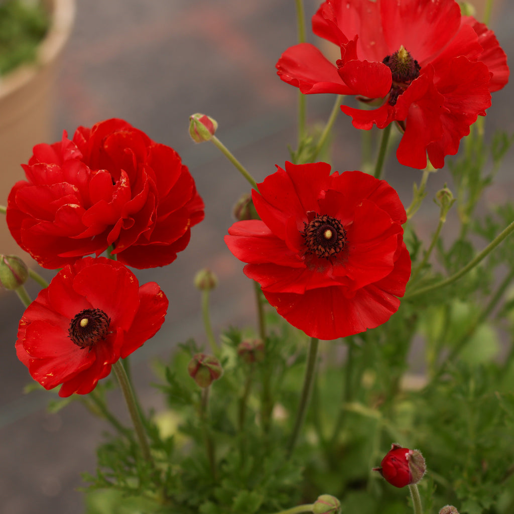Tecolote Red