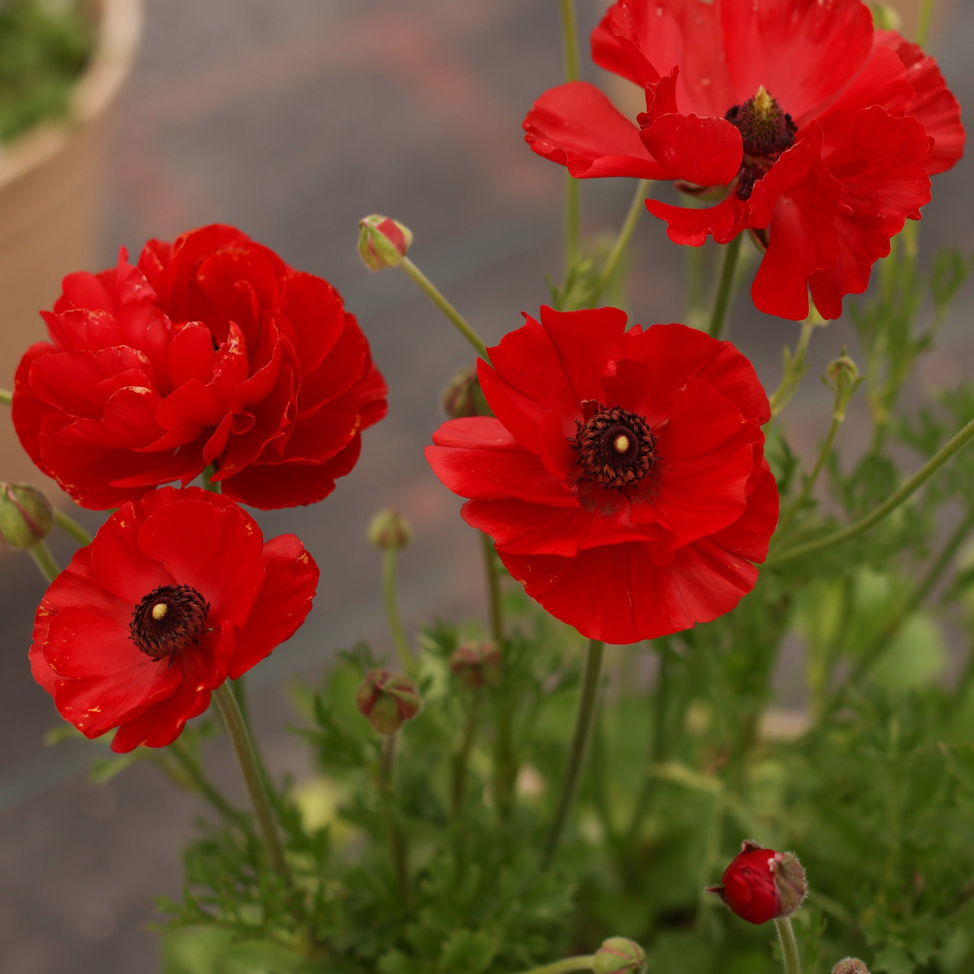 Tecolote Red