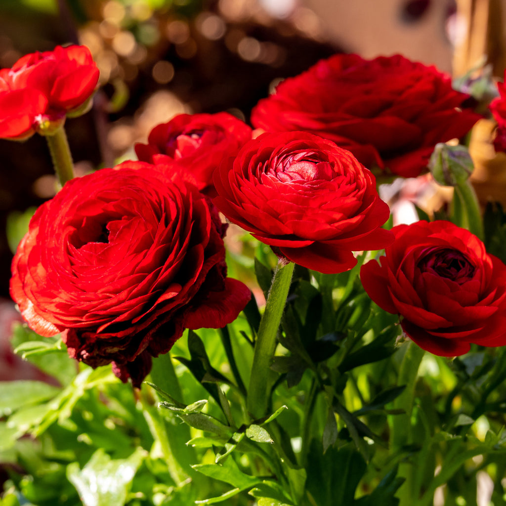 Tecolote Red