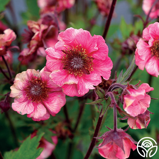Tempo™ Rose – Heirloom Roses