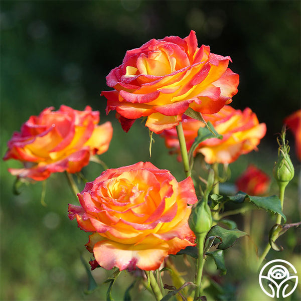 tequila sunrise succulent Tequila Sunrise Shrub Rose