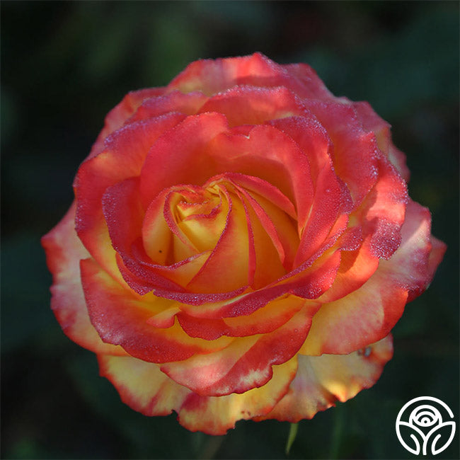 tequila sunrise succulent Tequila Sunrise