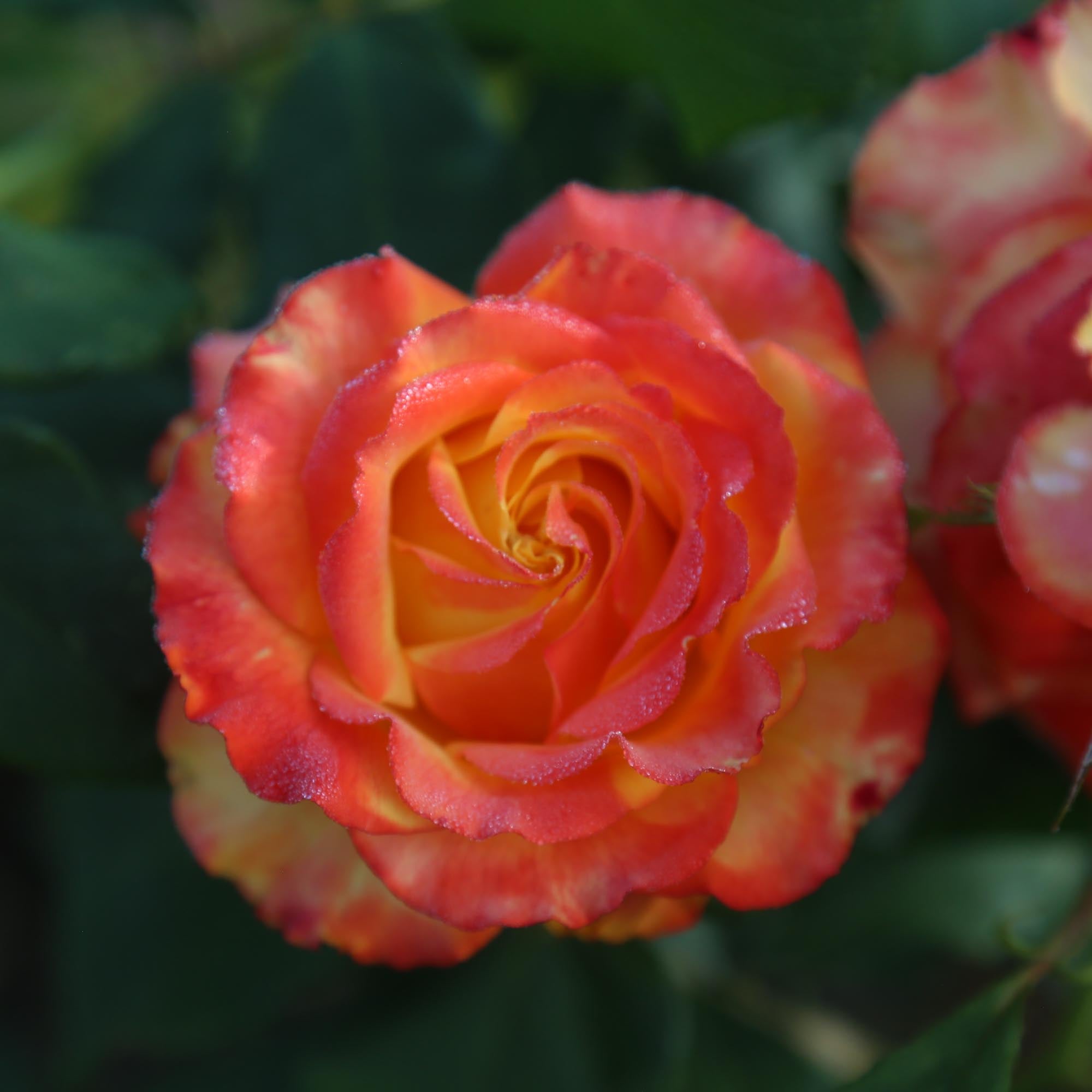 Tequila Sunrise